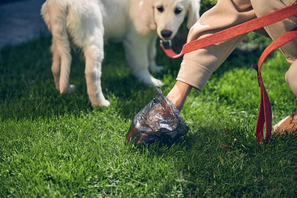 pet parent picking up dog poop